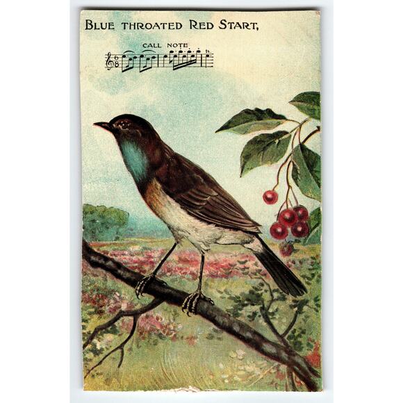 Vintage Blue Throated Red Start Bird Lithograph Postcard 1910 - Picture 1 of 2
